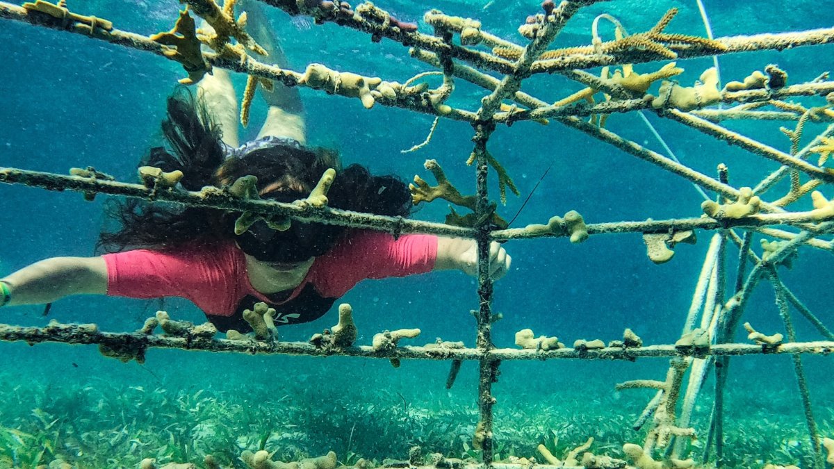 Una de las voluntarias recorre el fondo marino, donde está el vivero de coral.