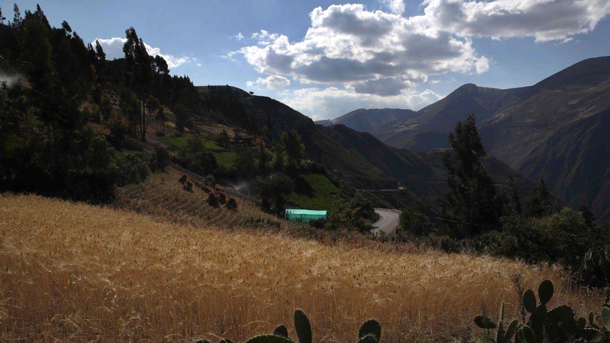 Campos de cultivo de trigo, en los Andes de Huancavelica.