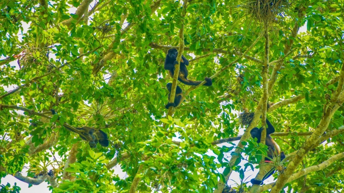 Imagen referencial para graficar este artículo sobre medioambiente.