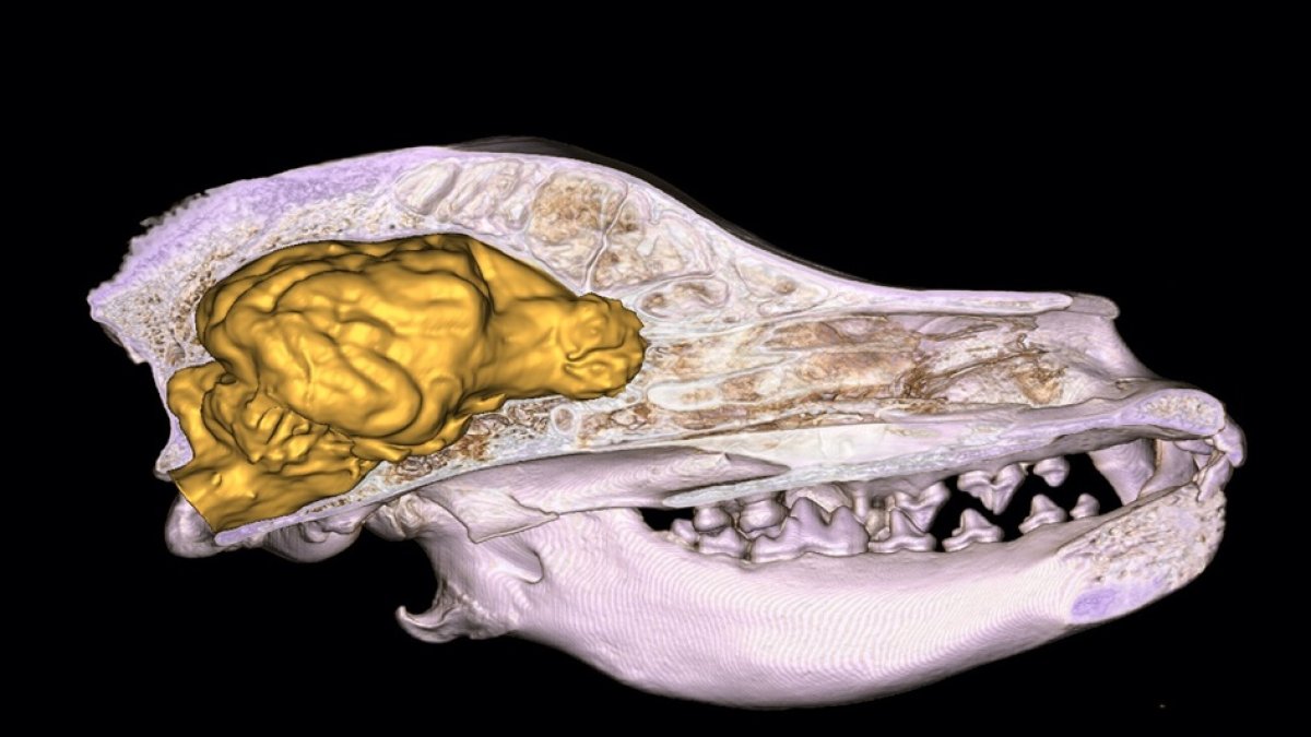 El cráneo de un perro y el modelo tridimensional del cerebro en él basado en la tomografía computarizada de alta resolución.