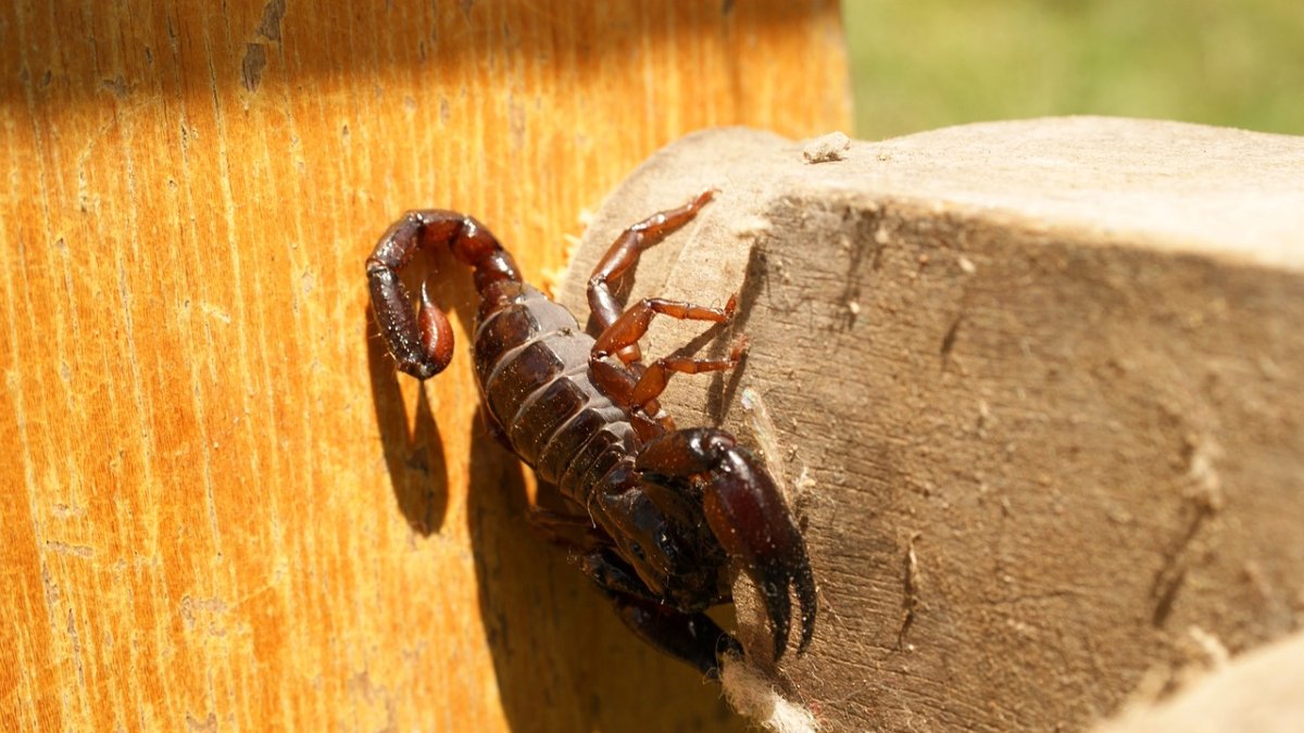 Imagen referencial. Una niña quedó en shock por la picadura de un alacrán, en Puerto Quito.