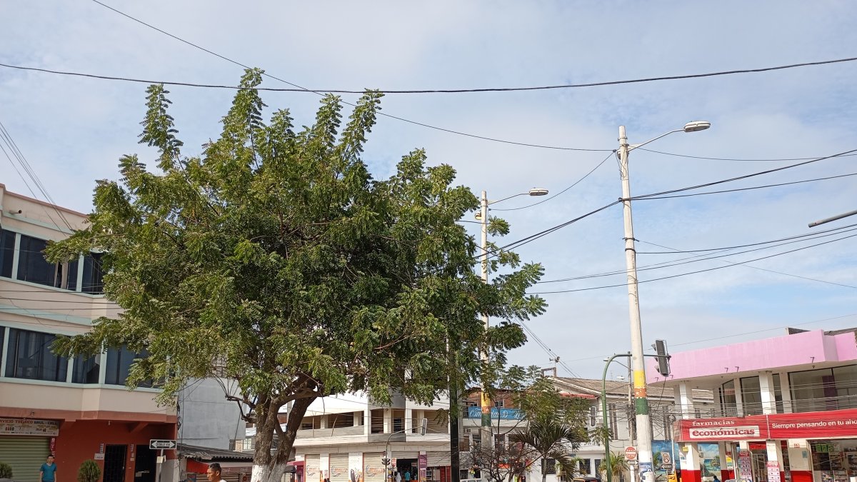 Playas trabaja en un proyecto de plantar más árboles