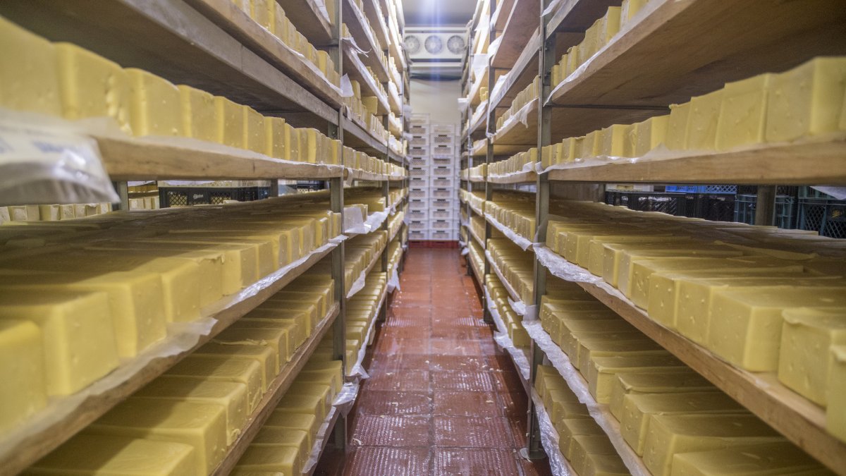 Producción. Una foto referencial de la elaboración de quesos maduros en Ecuador.