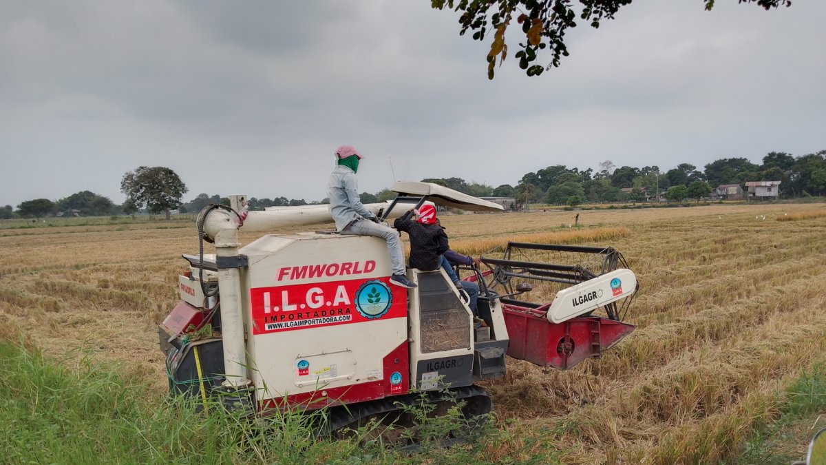 Este jueves 15 de agosto de 2024, en diferentes recintos de la provincia, agricultores cosechaban el arroz de esta época.