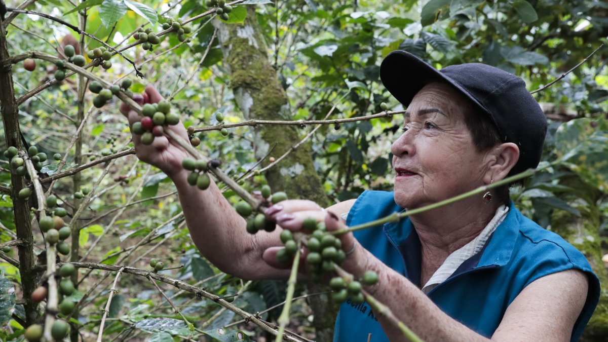 La integrante de la Asociación de Mujeres Caficultoras de Viotá y Tequendama recolecta granos de café