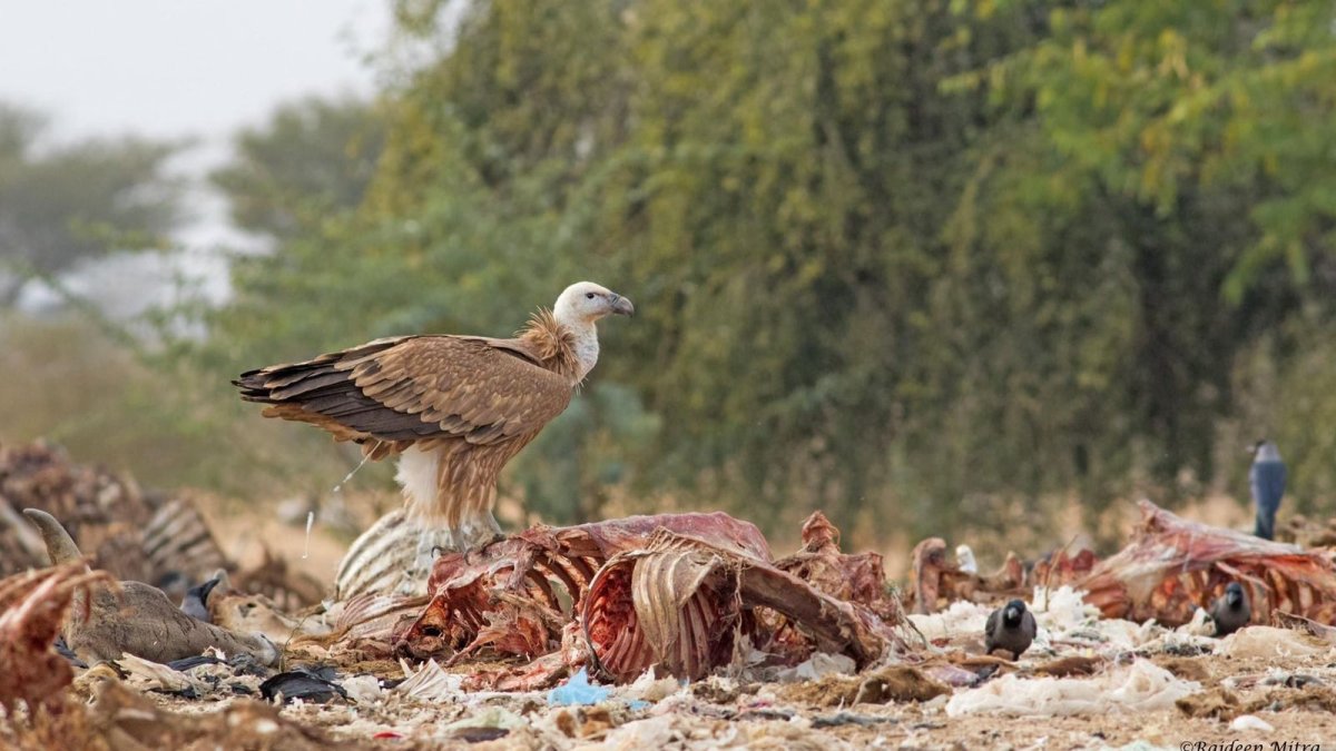 La población de buitres de lomo blanco, de pico fino y de cabeza roja, esenciales para mantener la salud de los ecosistemas en India.