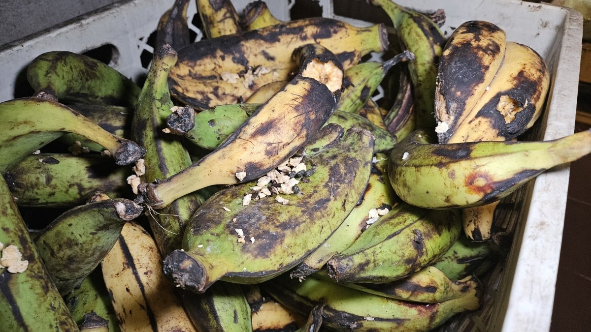 Control. Las autoridades encontraron maduros mordidos por ratas.