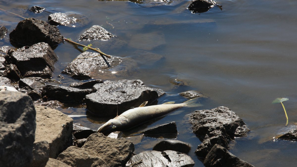 Autoridades regionales han hallado más de 110 toneladas de peces muertos desde principios de mes.