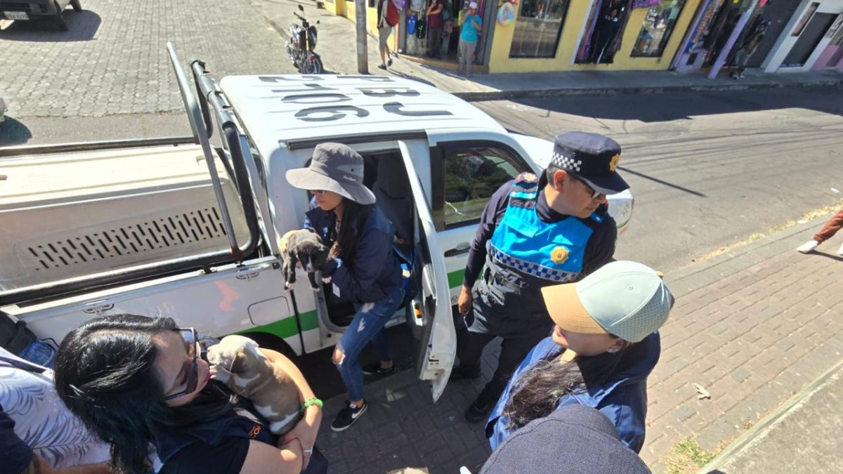 Seis animales de compañía de aproximadamente dos meses de edad, fueron rescatados de ser comercializados en el sur de Quito