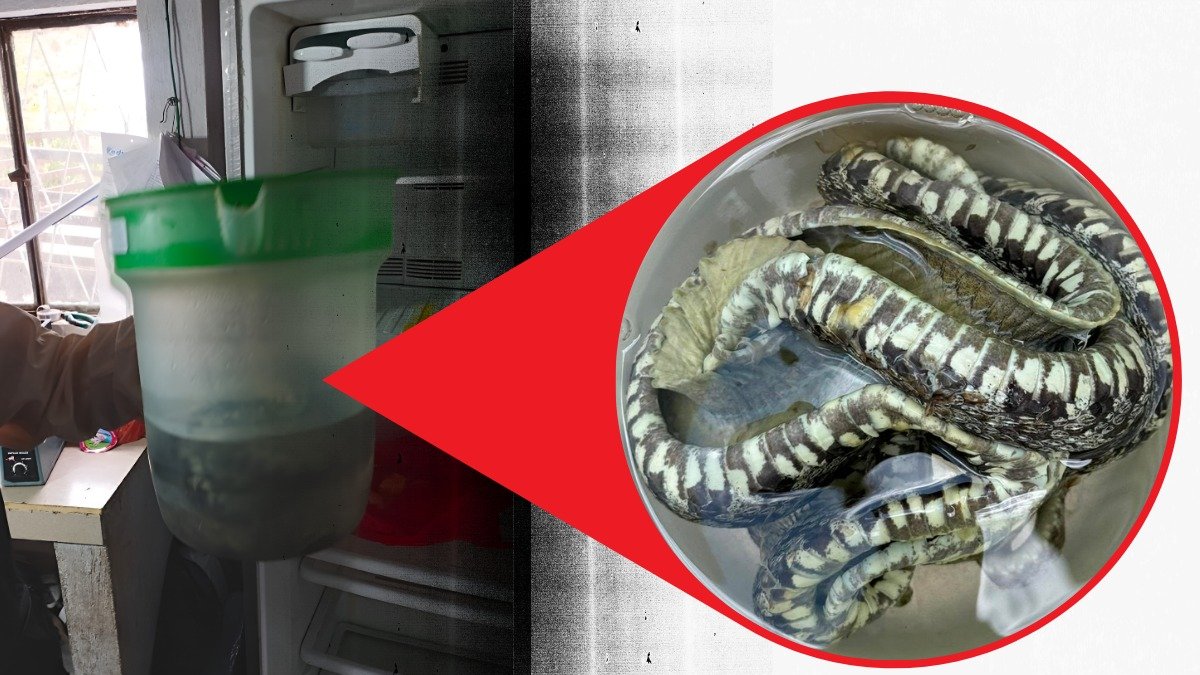 Una serpiente dentro de un recipiente con alcohol fue hallada durante la inspección a la procesadora de lácteos en Quimiag.