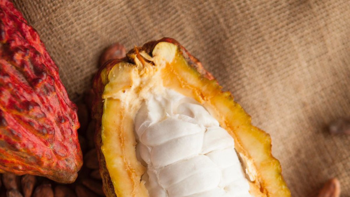 Cacao. La industria del cacao se reunirá en una cumbre para fortalecer conocimientos.