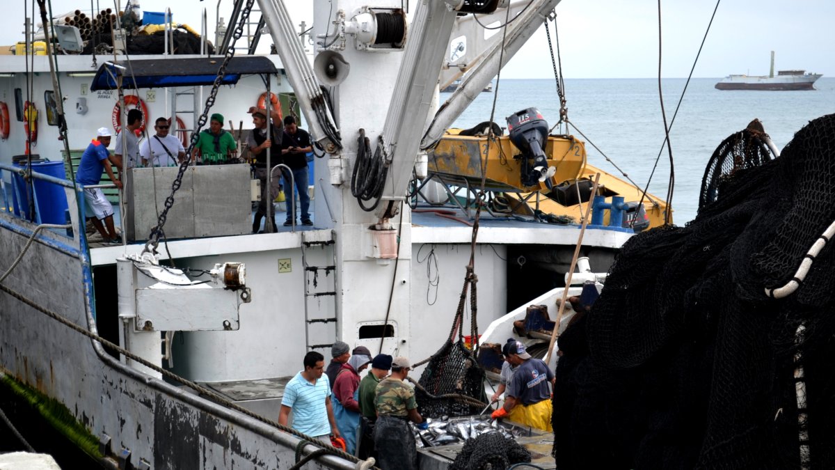 Exportación. Más de la mitad del volumen de atún exportable tiene como destino los países europeos.