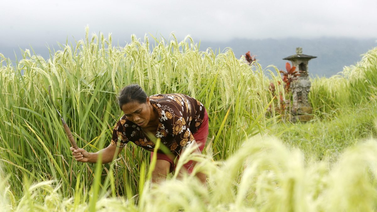 Una mujer balinesa trabaja en un campo de arroz con cáscara en Jatiluwih, Bali, Indonesia, 22 de mayo de 2012.