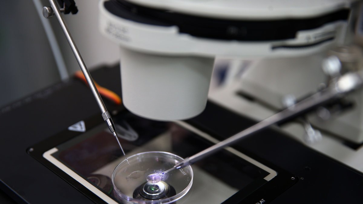 El proceso de fertilización 'in vitro' con un microscopio.