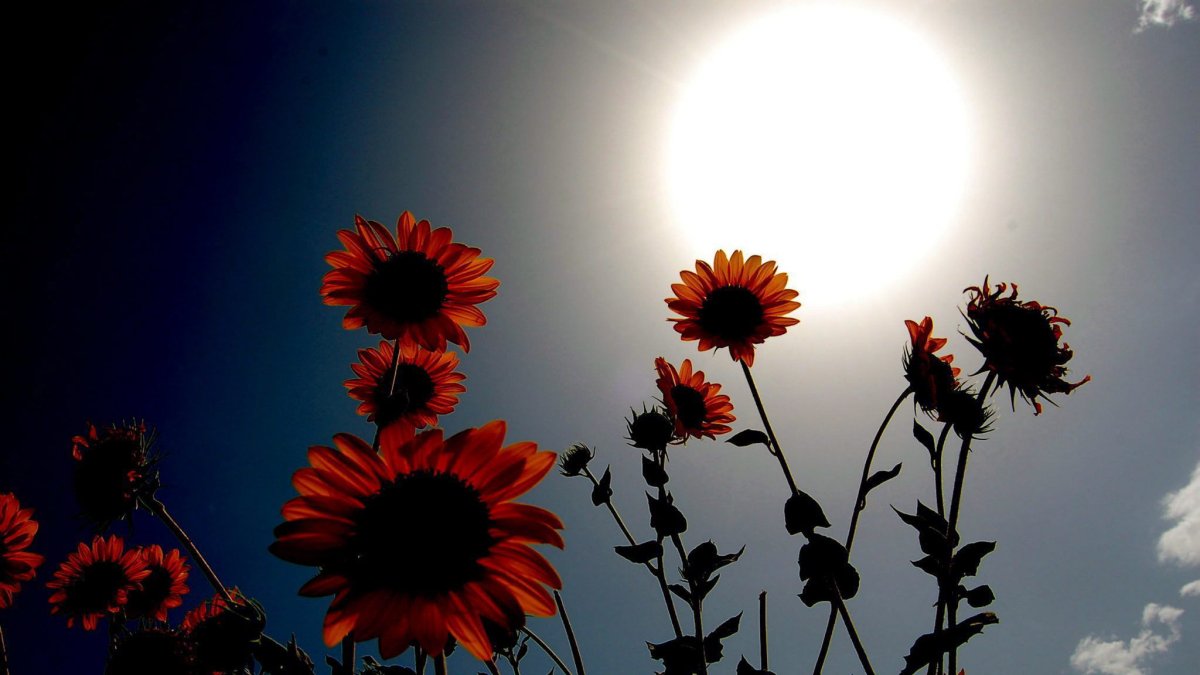 Imagen de archivo de unos girasoles bajo el sol en Hyderabad, Pakistán.