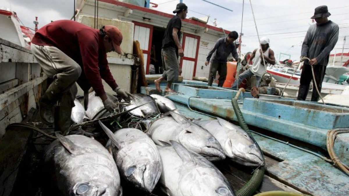 Trabajo. Un grupo de pescadores alistan los atunes capturados para llevarlos a la venta.