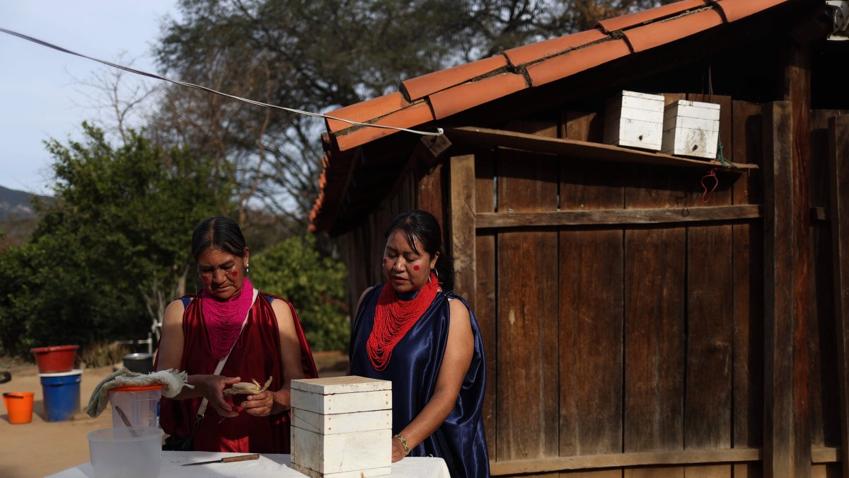 Tradición. La miel producida por las abejas señoritas desde siempre ha sido parte de la vida de esta comunidad.