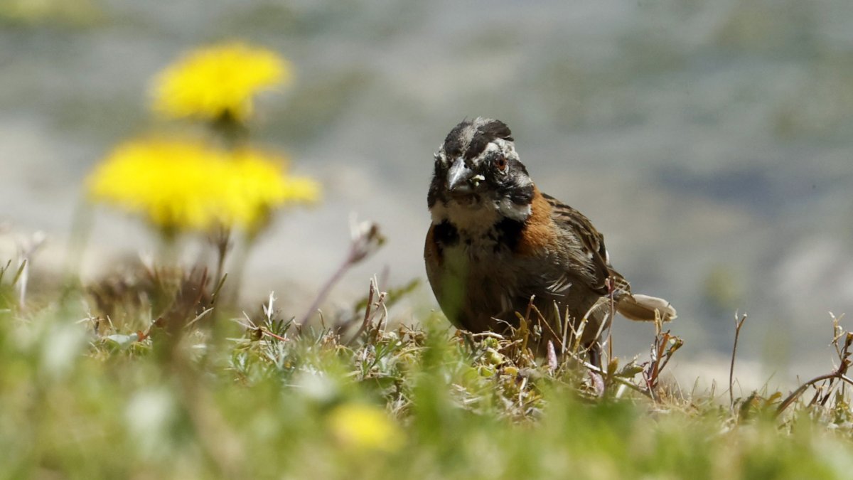 Un pájaro copetón (Zonotrichia capensis) en un humedal artificial en medio de un cultivo de flores, en Nemocón (Colombia). EFE/ Mauricio Dueñas Castañeda