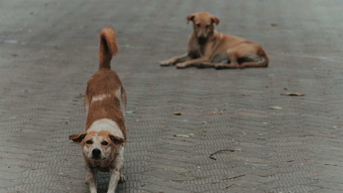 Estudio. Los parásitos en perros representa amenaza.