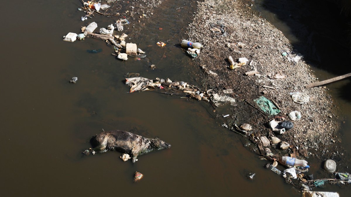 Fotografía aérea de un animal muerto, en Viacha (Bolivia).