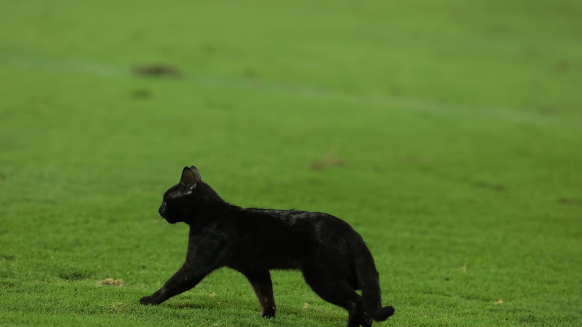Minuto 74 entró el gato negro para cambiar la historia en Emelec.