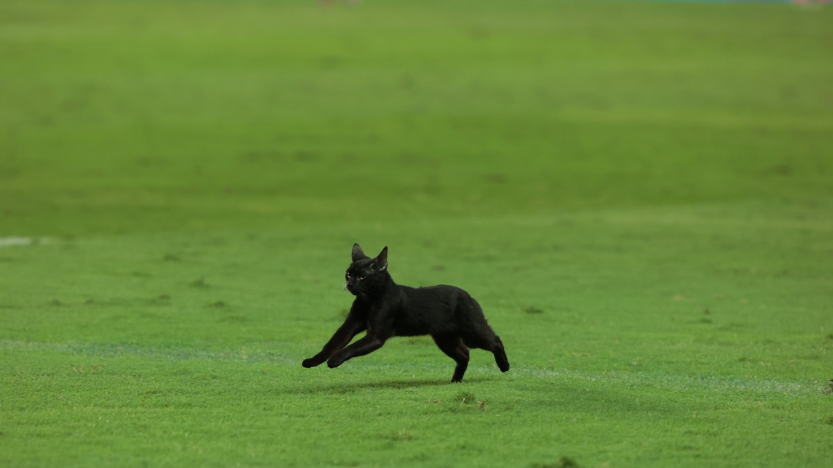 Un gato negro burló el control de seguridad e ingresó al campo del estadio George Capwell, casa de Emelec.