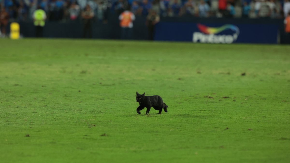 El felino ingresó a la cancha del estadio Capwell entre el minuto 74 y 75 del partido que al final remontó Emelec.