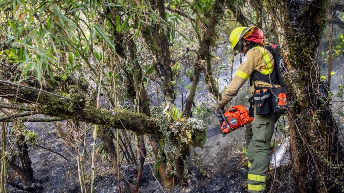 Los bomberos trabajan en primera línea para el control del incendio forestal.