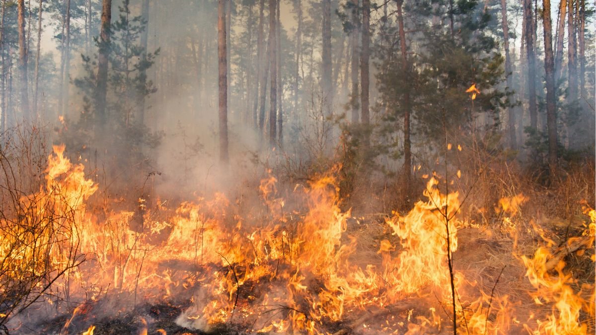 Referencial: Incendios forestales en Quito