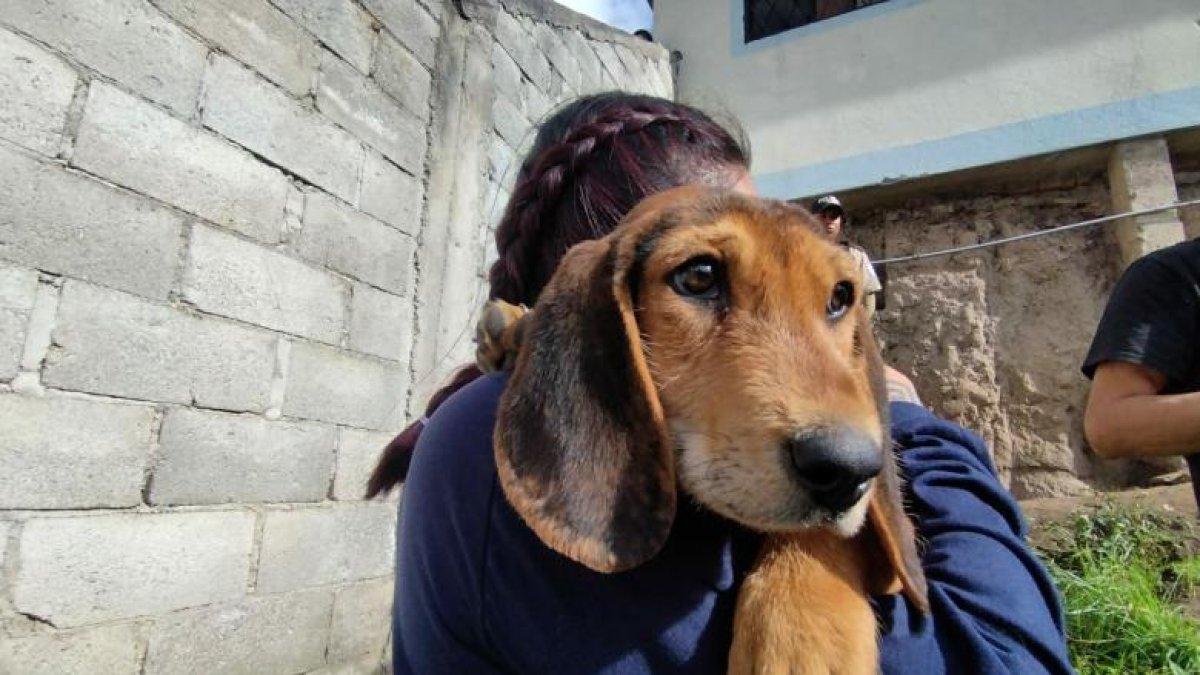 También se levantará información sobre estado reproductivo de los animales