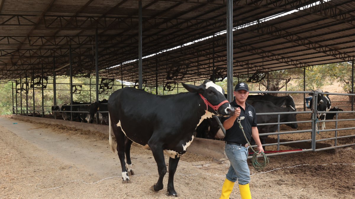 Trato. En esta hacienda está prohibido gritarle al ganado. Se trata a los animales con sutileza. Hasta ventiladores tienen en su corral.