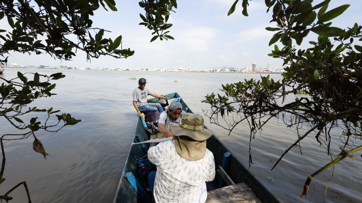 Los avances en manglares del país son significativos.