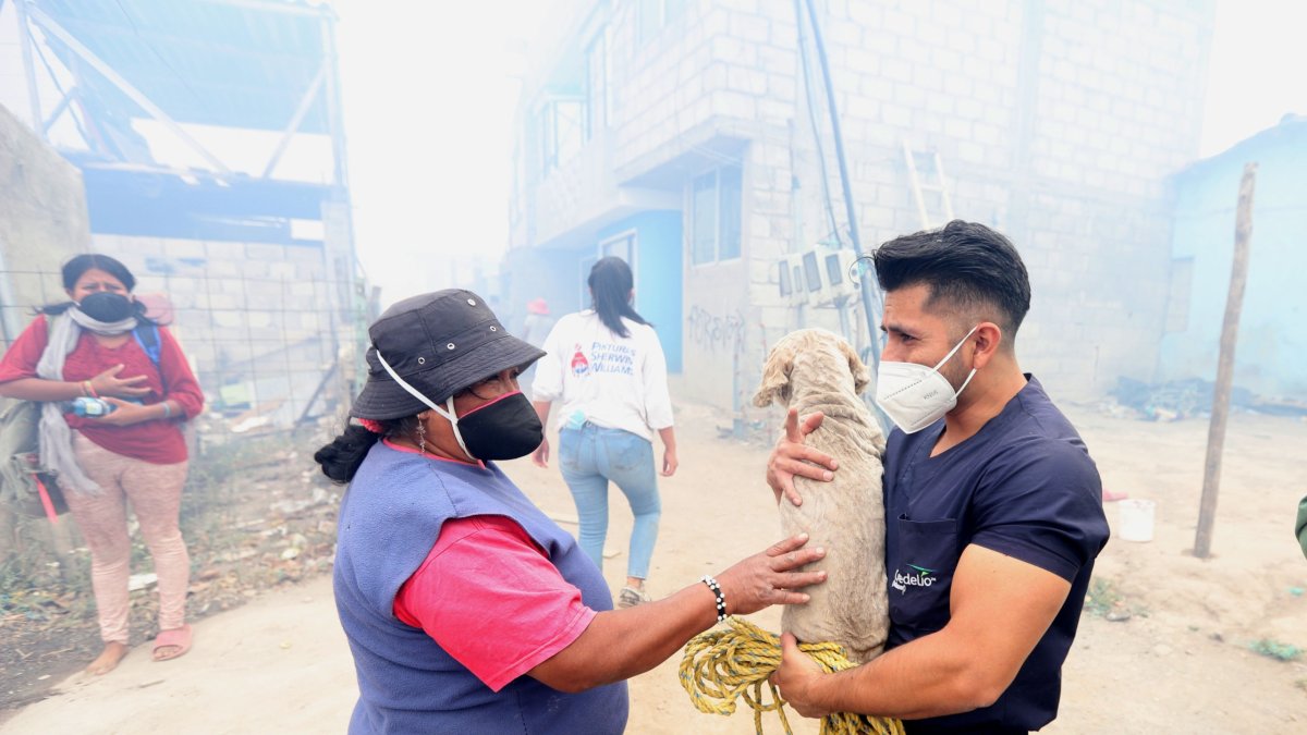 Veterinarios independientes y personal de Bienestar Animal acudieron a los sectores afectados por los incendios para dar atención a las mascotas