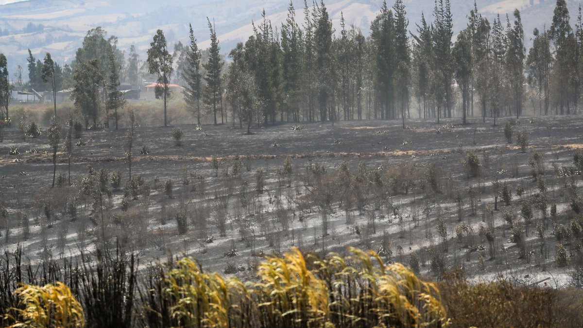 Fotografía donde se observa una zona afectada por un incendio en la población de Itulcachi, este viernes, a la afueras de Quito (Ecuador).