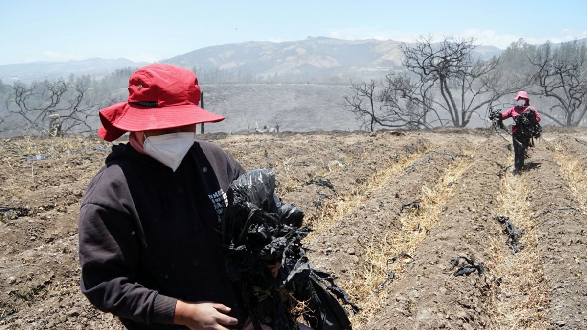 Itulcachi. Trabajadoras de Fresart ayudan a limpiar el terreno devastado por el incendio. Están preocupadas por su sustento.