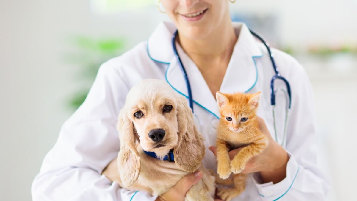 Campaña de vacunación contra la rabia en perros y gatos se implementará en todo el país.