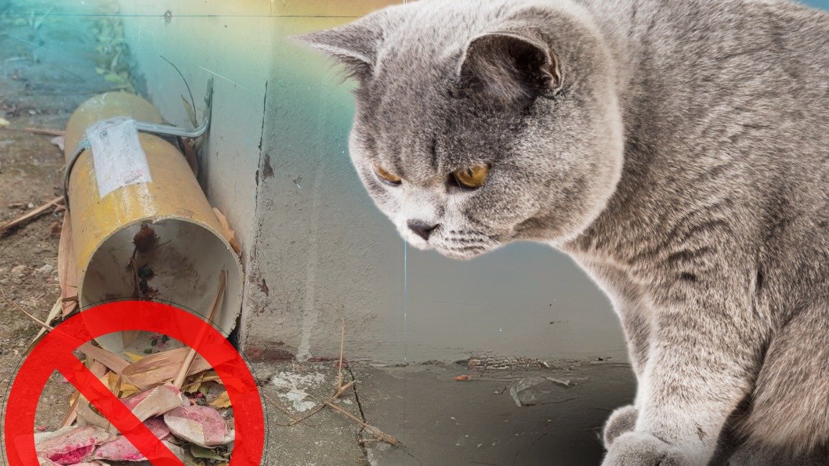 Trampas para roedores en la ESPOL habrían puesto en riesgo a felinos y otros animales que están dentro del bosque protector.