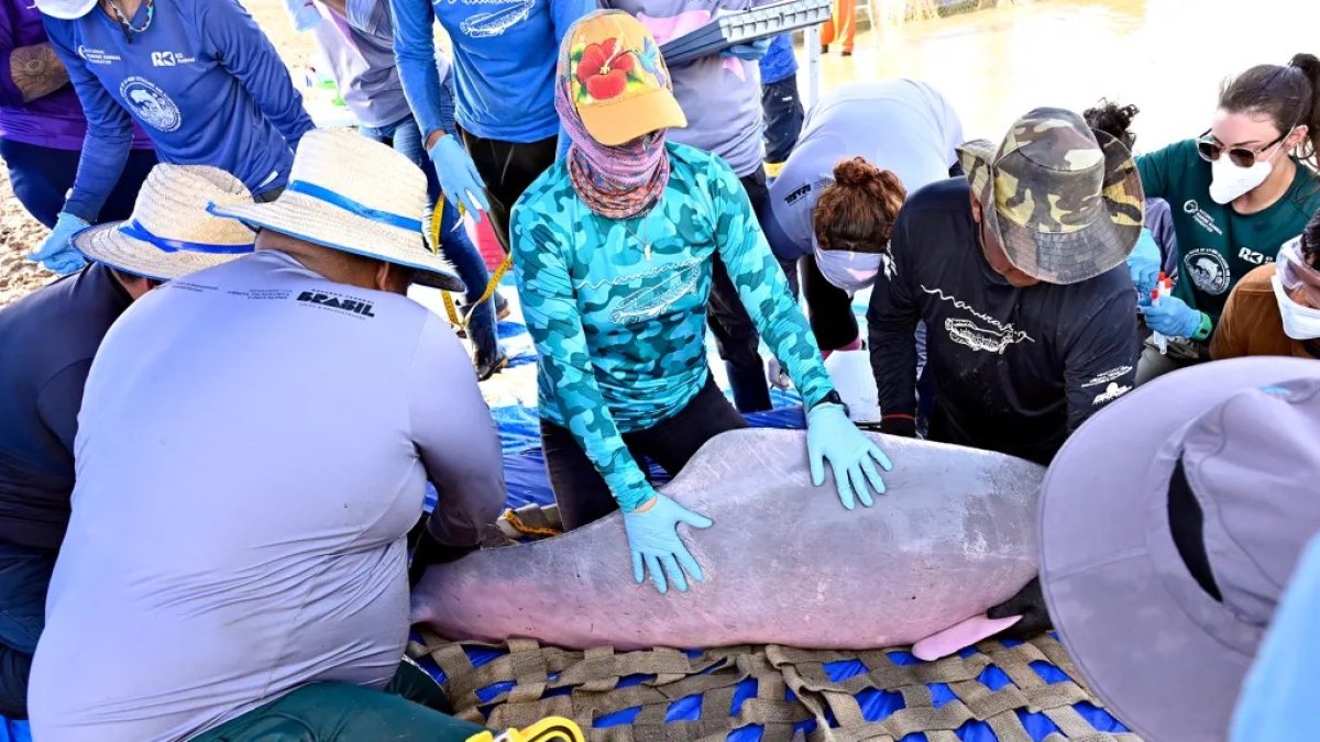 Un grupo de científicos examinando un delfín rosado en la Amazonía de Brasil.