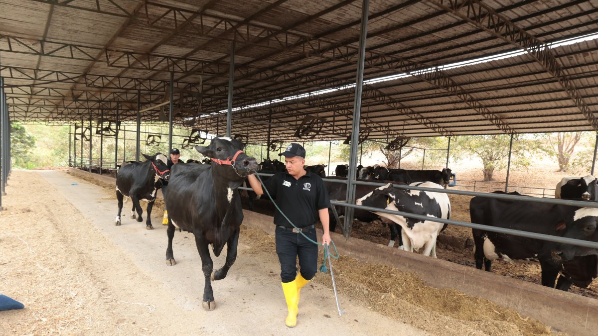 Ganado. Un trabajador camina con una de las vacas de la hacienda Mélida, donde por varios años se ha trabajados para mejorar la genética del ganado.
