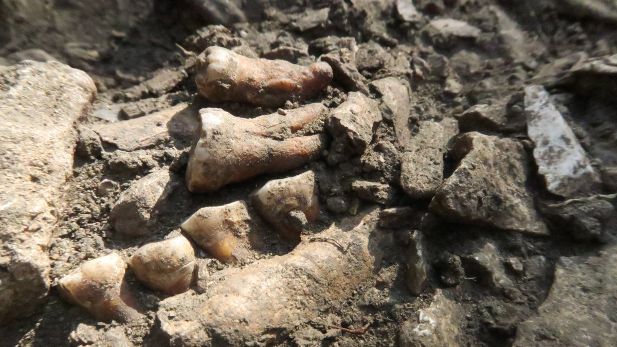 Un equipo de investigadores ha descubierto un antiguo linaje neandertal en el valle del Ródano (Francia). 