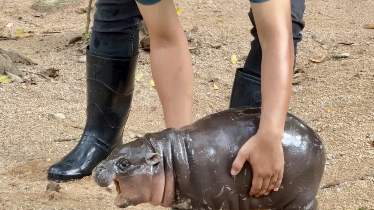 Con una cara adorable que parece sonreír y un carácter amistoso, un bebé hipopótamo pigmeo, se ha convertido en la estrella de un zoo cerca de Bangkok.