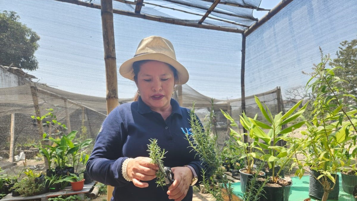 Los viveros de la facultad producen plantas ornamentales y medicinales. Especies como fernán sánchez, roble, laurel negro, coco bolo, entre otros.