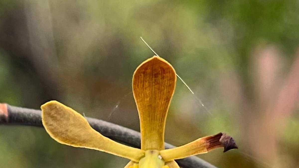 La Encyclia angustiloba es una especie de orquídea autóctona de Guayaquil y está en peligro crítico de extinción