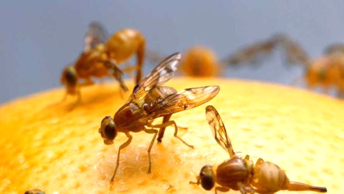 Plaga. El ministerio de Agricultura inicia control de la mosca de la fruta.