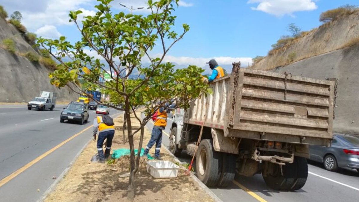 Las especies intervenidas son guabo, arrayán y yalomán.