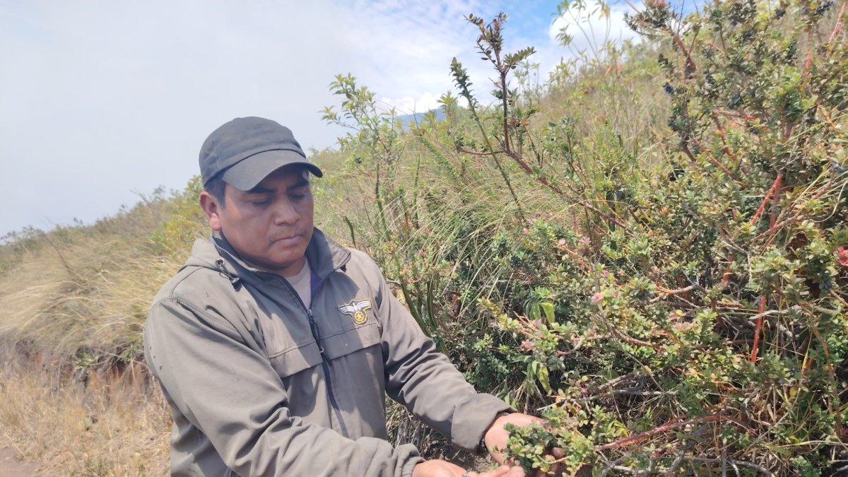 Habitantes de Quinticusig buscan la manera de proteger a las plantas de mortiño.