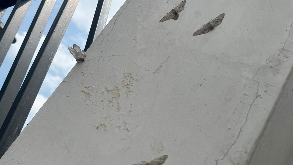 Vista de polillas en un inmueble de la Carlos Julio Arosemena.