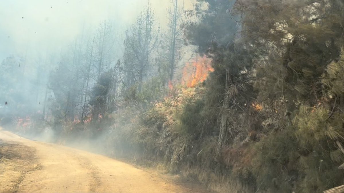 Afectaciones. La quema de las más de 4.500 hectáreas ha afectado a decenas de especies animales que han tenido que migrar. La vegetación también sufre.