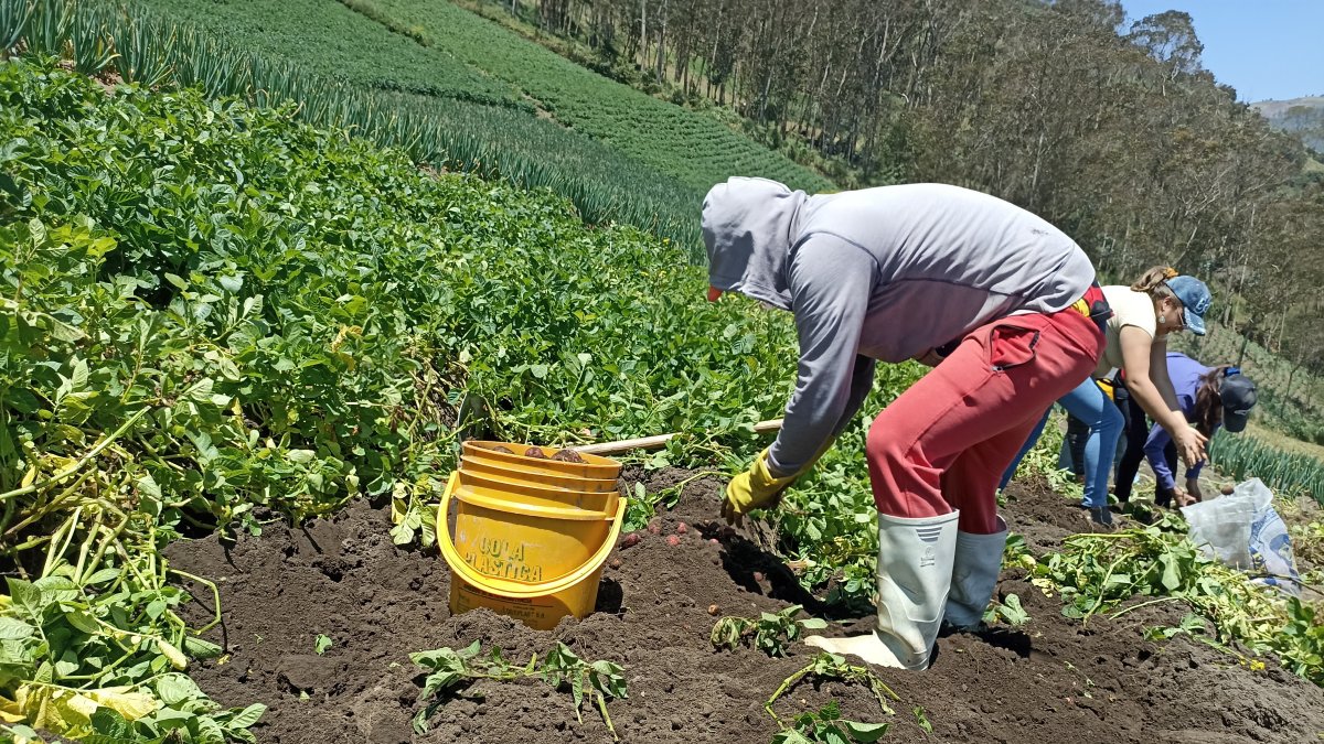 Finca. Un grupo de trabajadores recoge la poca producción de zanahoria que hay por la falta de agua.