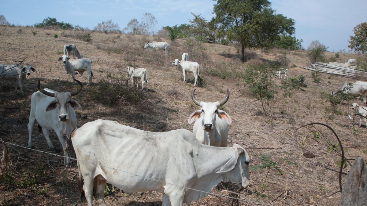 Pasto. Ganado en la vía a la costa que ya está sin pasto, por falta de agua.